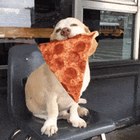 Dog Pizza GIF