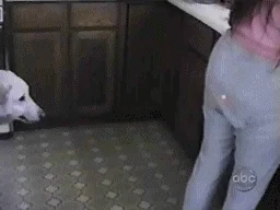 Dog Nip GIF