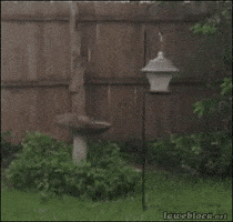 squirrel stripper GIF