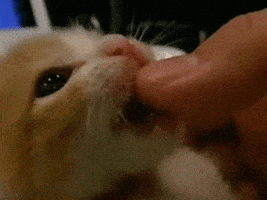 cat GIF