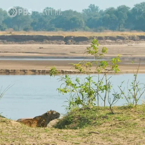 Big Cat Cats GIF
