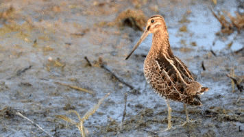 Wilsons Snipe Birds GIF by U.S. Fish and Wildlife Service