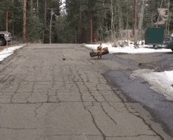 Game Playing GIF by JustViral.Net