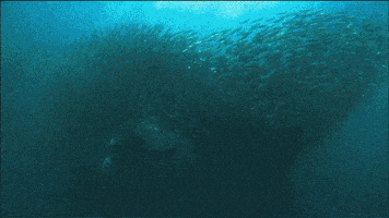 Pbs Nature Birds GIF by Nature on PBS