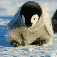 Baby Animal Dancing GIF by BBC America