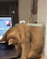 Sleepy Cat GIF by JustViral