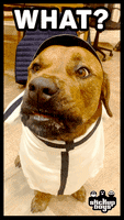 What Do You Want Dog GIF by Stick Up Music