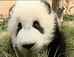 panda GIF