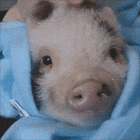 Pig Piglet GIF
