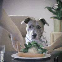 Dog Wtf GIF by funk