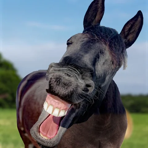 Laughing Out Loud Lol GIF