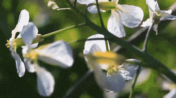 miley cyrus sea GIF by RCA Records UK