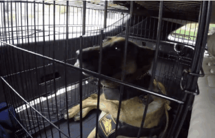 auto barry GIF by VTM.be