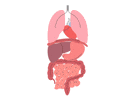 Belly Fat - “hidden” disruptors of Thyroid health.