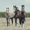 Quick Poll: Which Horse Personality Matches Your Facilitation Style?