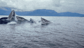 💰 The High-Ticket Playbook Bridger Pennington Uses To CLOSE WHALES 🐋 (Without Selling His Soul)