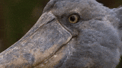 Shoebill
