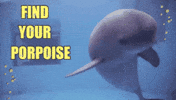Finding your PORPOISE ⚡️