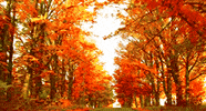 What are you making for fall craft markets?