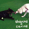 Resource Guarding Begins in the Brain — Not in Bad Behavior.