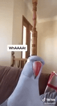 GIF from GIPHY
