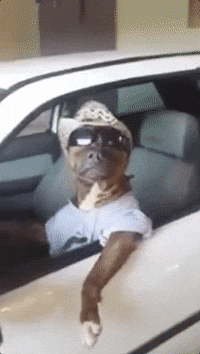 GIF from GIPHY