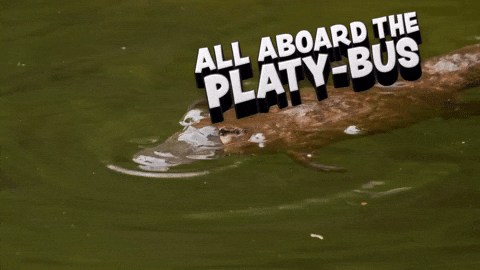 GIF from GIPHY