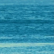 Spin Dolphin GIF