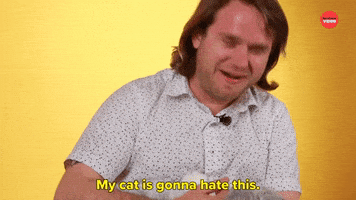 International Cat Day Cats GIF by BuzzFeed