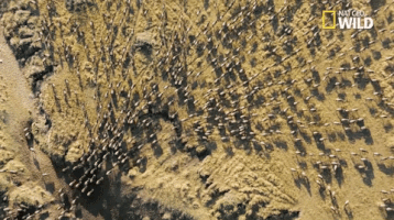 african cats big cat week GIF by Nat Geo Wild 