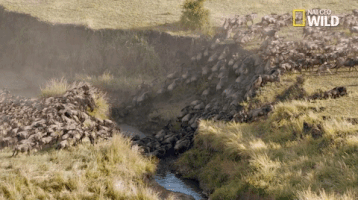 african cats big cat week GIF by Nat Geo Wild 