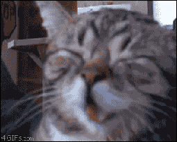 Giphy - Happy International Cat Day GIF