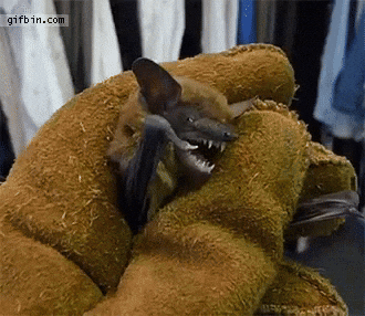 Giphy - 