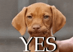 Yes It Is GIF Yes It Is GIF