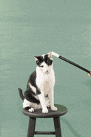 animation cat GIF by Gap