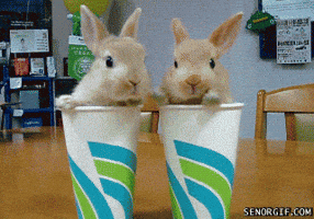 Rabbit Sniffing GIF