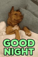 Good Night Cute Dog GIF by Zypto