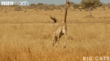 Big Cats Cat GIF by BBC Earth