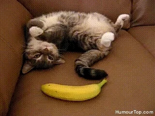 Scared Cat GIF