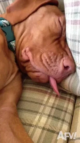 Sleep Sleeping GIF by America's Funniest Home Videos