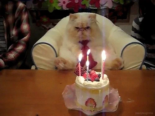 Happy Birthday Cat GIF