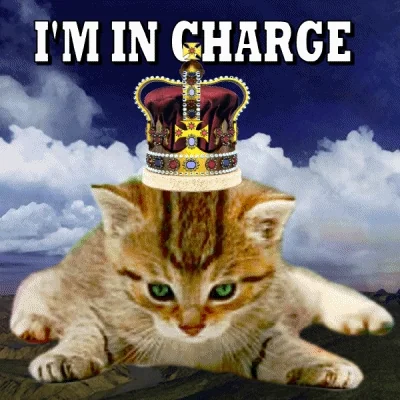 Cat Kitty GIF