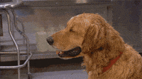 trending gifs