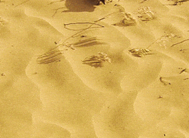desert GIF