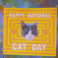 Cat Day GIF by Spaghetti