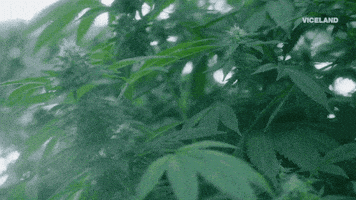 viceland GIF by WEEDIQUETTE
