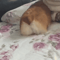 poke GIF poke GIF