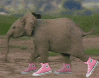 Elephant Converse GIF Elephant Converse GIF
