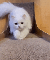 Furniture Anti Scratch Cat GIFs - Find & Share on GIPHY