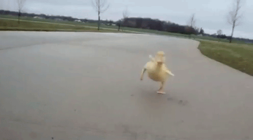 Ducks Running GIFs - Find & Share on GIPHY